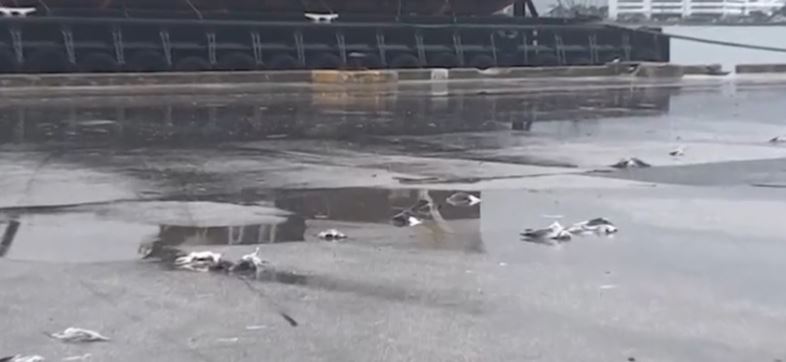 Nearly 50 birds crushed to death by truck driver in Florida, wildlife officials say