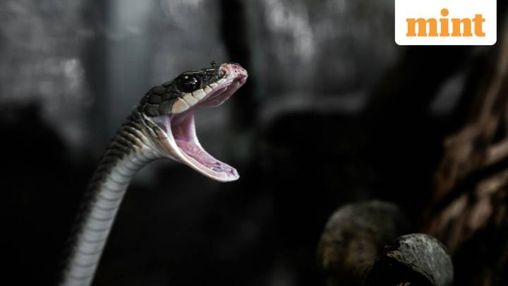 'Wife turns into snake at night, bites': UP man's bizarre complaint