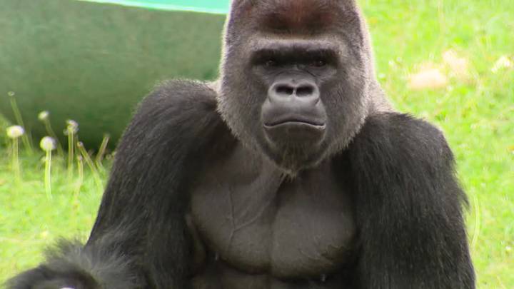 Silverback gorilla new resident at San Francisco Zoo