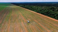 El mundo perdió el año pasado una superficie de bosque equivalente a toda Andalucía