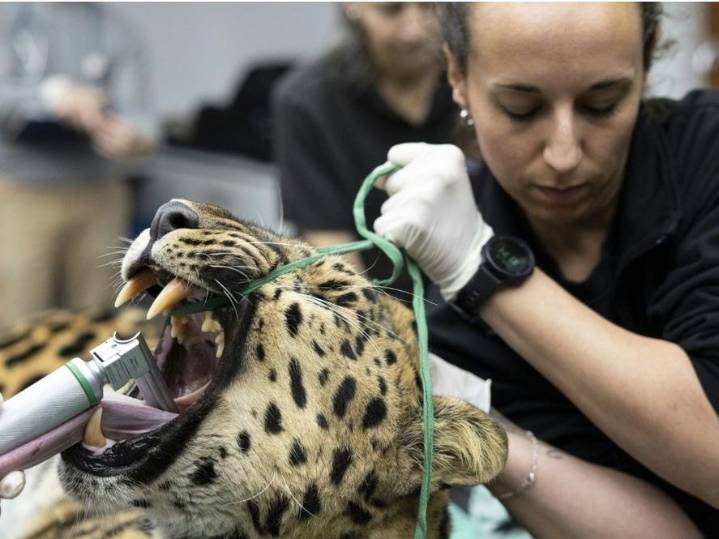 Artificial insemination raises hopes for world's rarest big cat