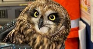 ‘Lucky’ owl survives 100mph storm winds