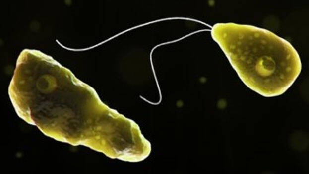 'Brain-eating' amoeba case reported in Thiruvananthapuram again; 13-year-old diagnosed with disease during eye examination