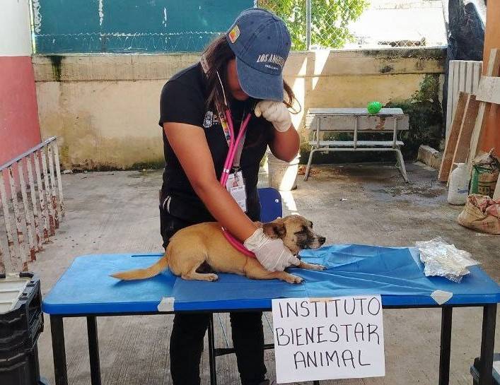 Puebla protege a animales afectados por lluvias en la Sierra Norte