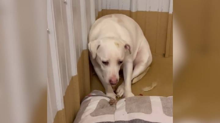 Dog Who Was Afraid Of Cuddling Finds Love And Trust Through North Carolina Rescuer’s Care