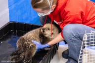 Alaska SeaLife Center partners with Chicago aquarium to rehabilitate sea otter pup