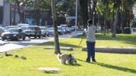 Las mascotas son aliadas en el cuidado de la salud mental, afirman expertos