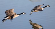 2 Canada geese found in Cameron Park test positive for avian flu