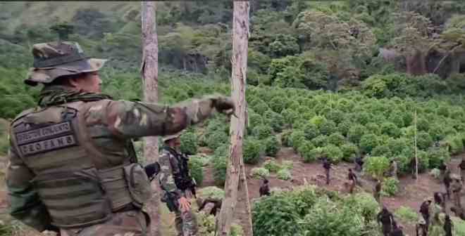 FANB destruyó seis hectáreas de cultivos de marihuana en la Sierra de Perijá
