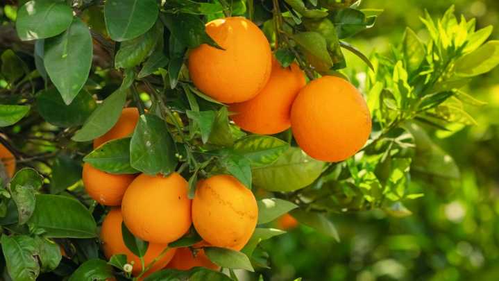 The Dramatic Fall Of Florida Oranges
