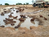 Se distribuyó agua a puntos críticos donde algunos chigüiros estaban en riesgo