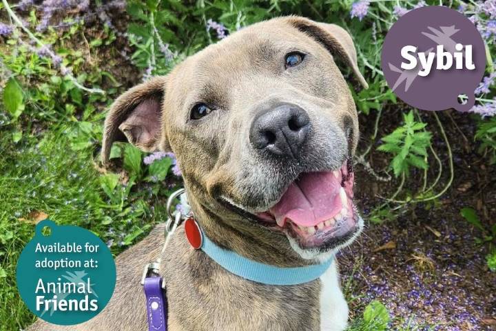 Pittsburgh Pet of the Week: Sybil, a Mixed Breed Who Loves to Snuggle
