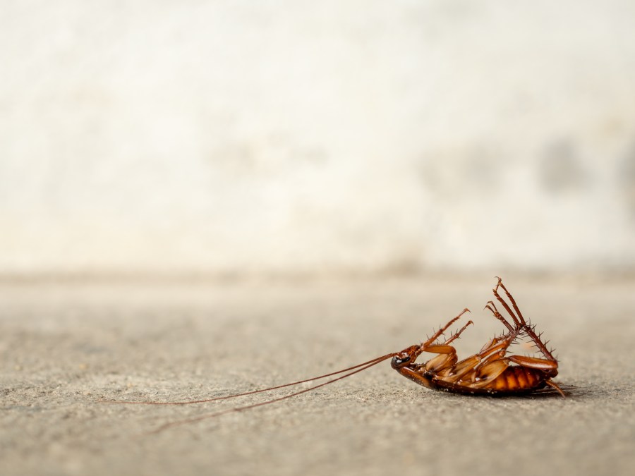 Tips and treatment to keep cockroaches at bay in Albuquerque