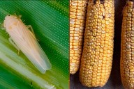 La chicharrita sigue en retroceso: confirman bajas capturas en todo el país