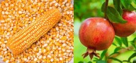 North Karnataka farmers in crisis as maize and pomegranate prices plummet ahead of festive season