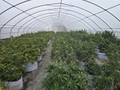 $122M in Cannabis seized at Tyendinaga Mohawk Territory grow