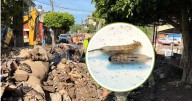 Gusano cola de rata sorprende tras inundaciones en Veracruz: riesgos, enfermedades y cómo eliminarlo