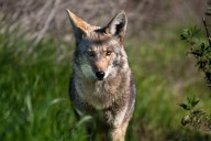 NJ woman attacked by coyote while in backyard with dog