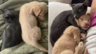 Florida Woman Brings Home Kitten And Puppy Week Apart And Their Story Takes An Unexpected Turn