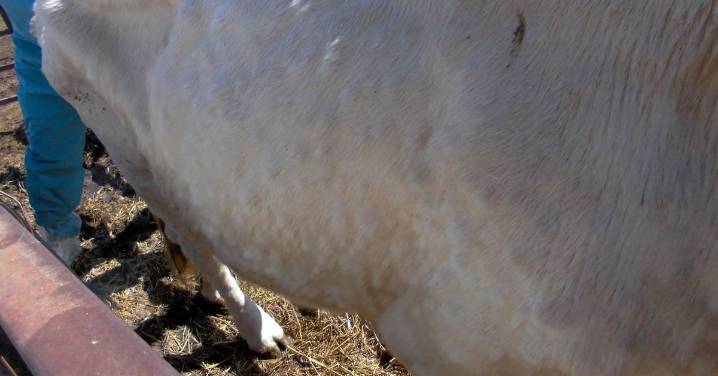 Agricultura aprueba 660 mil euros para la compra de vacunas contra la dermatosis nodular contagiosa