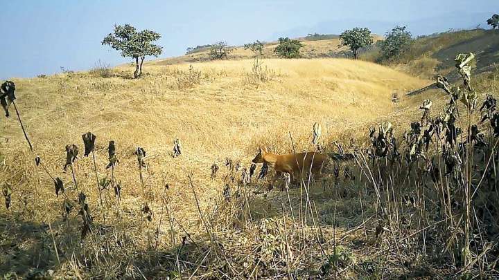 Maharashtra: Rare dhole sighting in Pune offers hope for endangered species