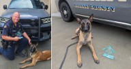 Kansas sheriffs office welcomes new K