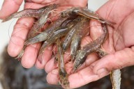 US FDA slaps new requirements for Indonesia's shrimp and spices after radioactive contamination