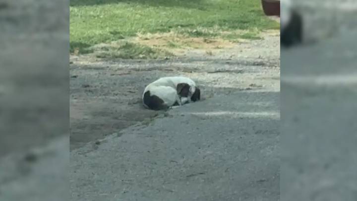 Missouri Stray Dog Curled Up In An Alley Reveals A Heartbreaking Secret Beneath The Leaves