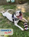 IACS Announces Doggy Day Out Program