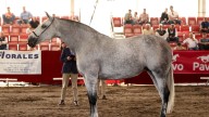 Lorca, escaparate de los mejores caballos del país