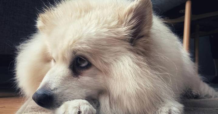 St. John’s Episcopal Church will be blessing animals this Saturday