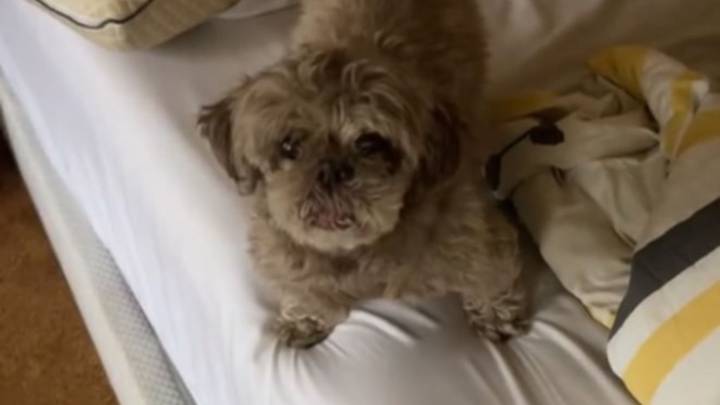 Vermont Dog’s Strange Behavior Leads Owner To A Surprising Discovery