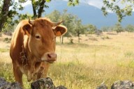 Sorprendente decisión: Hombre intercambia a su esposa infiel por una vaca y dinero en efectivo