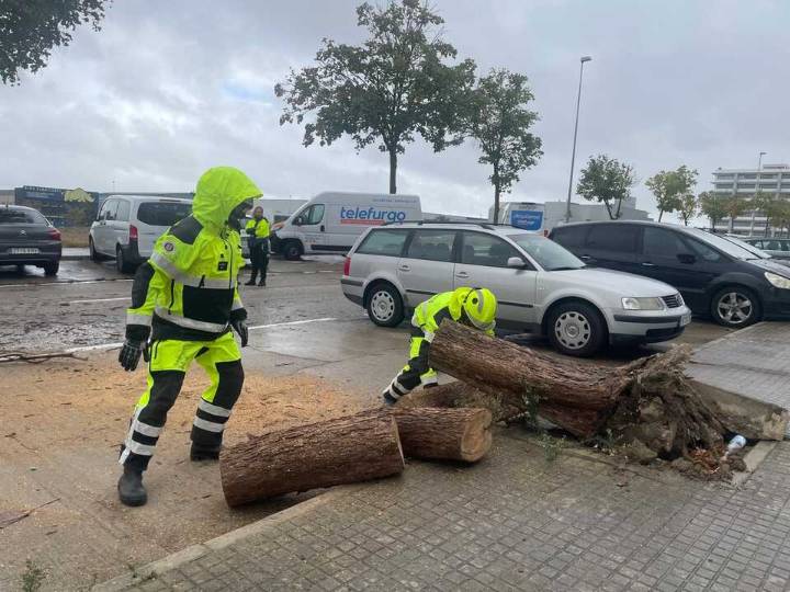 La lluvia deja casi 15 litros por metro cuadrado en Jerez y alguna caída de ramas