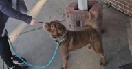 Cedar Bend Humane Society Pet of the Week