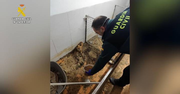 Corpses of 250 animals found with survivors eating the dead in "breeding ground of horror" in Spain
