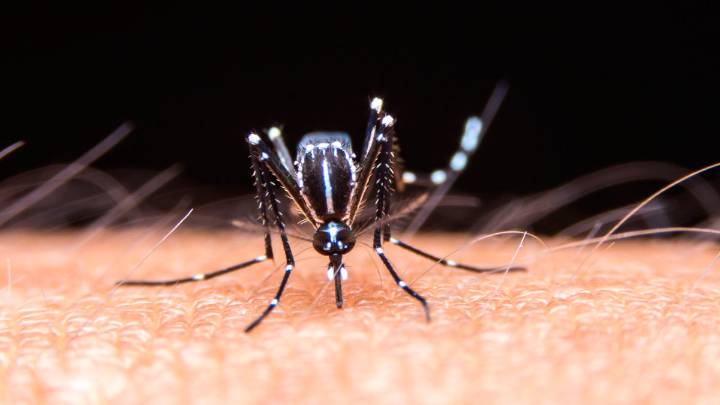 Alerta por un aumento de casos de fiebre amarilla en América del Sur