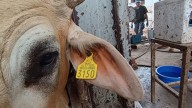 Caso de gusano barrenador de ganado enciende las alarmas en Querétaro
