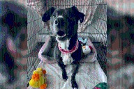 Abandoned dog finds forever home: 'Have the best adoption day ever Cherry!'