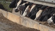 East Tennessee farmer focusing on his cattle while soybeans sales are struggling