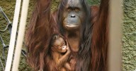 Zoo celebrates birth of critically endangered orangutan