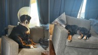 California Family Takes Their Dog To The Vet And Receive News They Never Expected