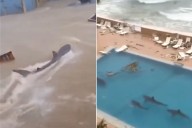 Fake Hurricane Videos of AI-Generated Sharks Are Flooding Social Media: How to Spot Them