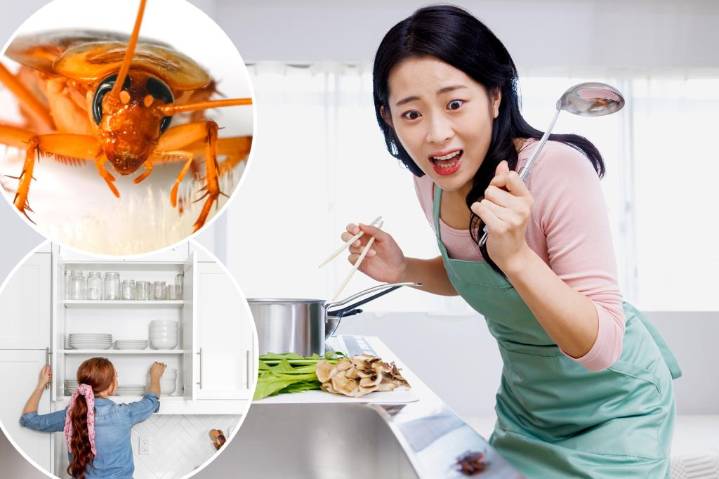 Landlord didn't help new tenants roach problem