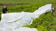 How To Protect Outdoor Plants From Frost, Step By Step