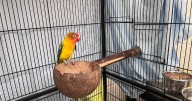 Aberdeen lovebird who lost his mate now searching for new home