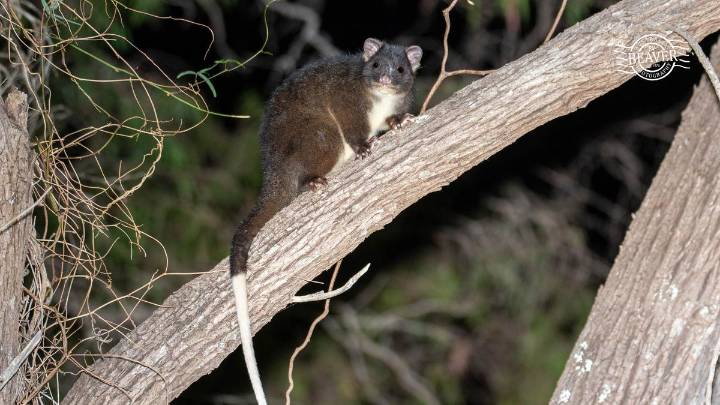 Peel residents encouraged to help count western ringtail possums and trapdoor spiders