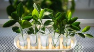 The Kitchen Is Perfect For Your Plant Propagation Station