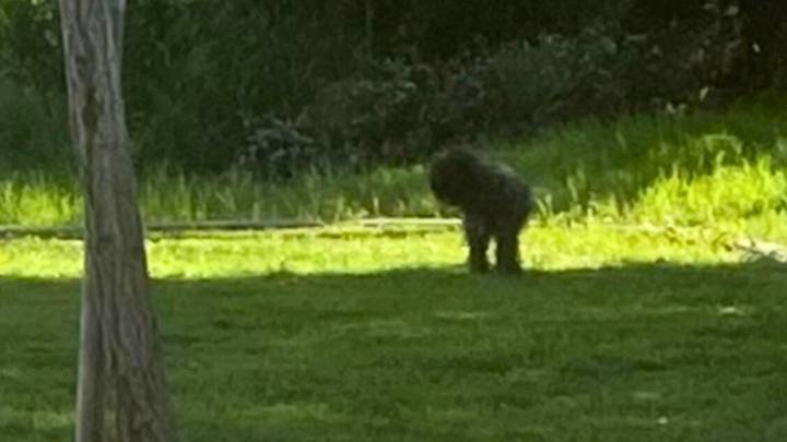 Dog Abandoned In California Park Refuses Help Until A Team Earns Her Trust