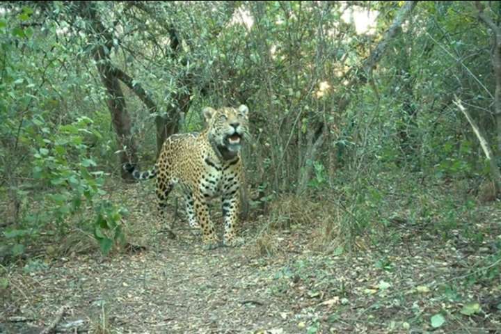 Liberaron una nueva hembra de yaguareté en el Parque Nacional El Impenetrable